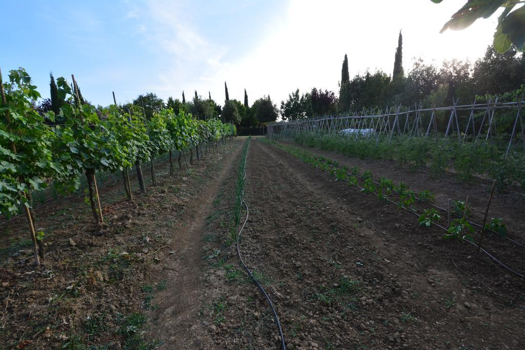 Agriturismo Dolce Verde Castiglione del Lago Eksteriør bilde
